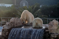 L'orsa polare Dea allo Zoosafari